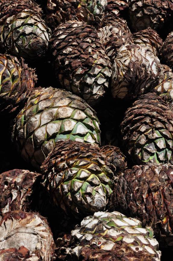 O Agave, matéria-prima para produção de tequila, durante visita à fabrica da José Cuervo, na cidade de Tequila, no México